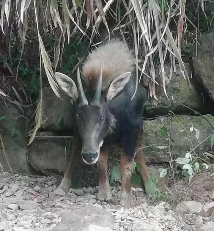 香港四像四不像图