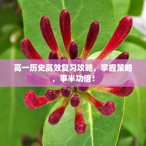 高一历史高效复习攻略，掌握策略，事半功倍！