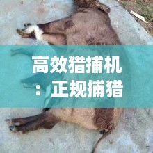 蛙鸣鼓吹 第2页
