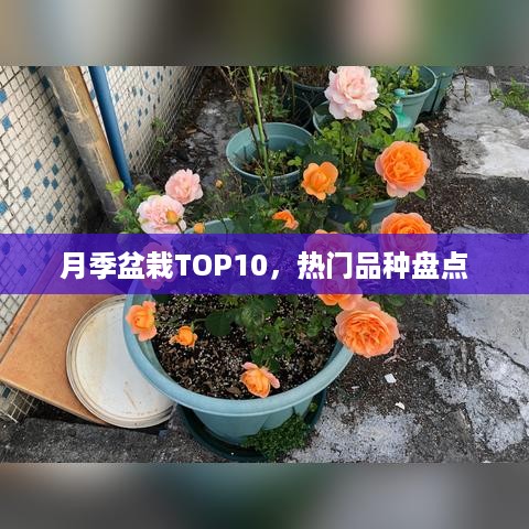 月季盆栽TOP10，热门品种盘点